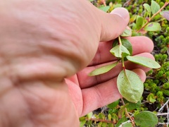 Vaccinioideae
