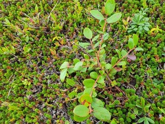 Vaccinioideae