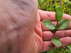 Vaccinioideae