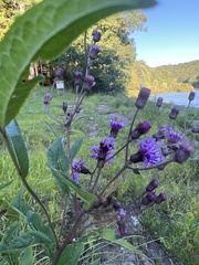 Vernonia noveboracensis