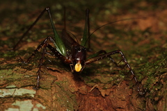 Venatorellus viridipedes