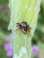 Eris militaris