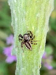 Eris militaris