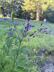 Vernonia noveboracensis