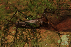 Venatorellus viridipedes