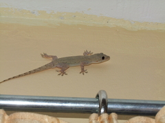 Hemidactylus mabouia