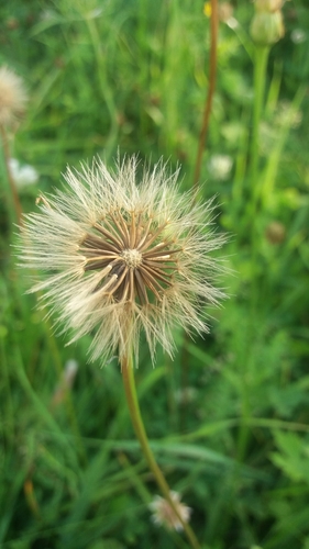 Vienagraižė snaudalė nuotrauka