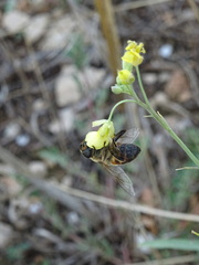 Eristalis tenax