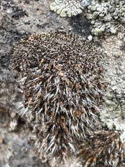 Grimmiaceae