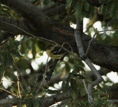 Setophaga fusca