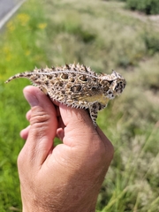 Phrynosoma cornutum
