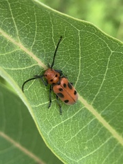 Tetraopes tetrophthalmus