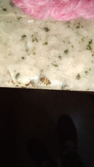 Insecta