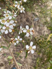 Leptospermum laevigatum