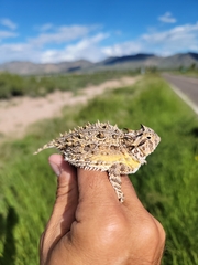 Phrynosoma cornutum