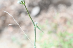 Eryngium venustum