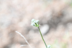 Eryngium venustum