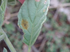 Uromyces heliotropii