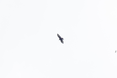 Buteo
