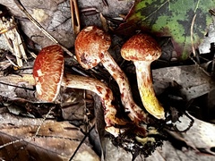Cortinarius bolaris