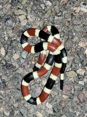 Micruroides euryxanthus