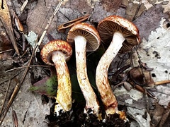 Cortinarius bolaris