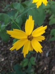 Coreopsis