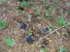 Phellodon niger
