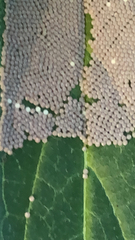 Pterygota