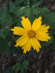 Coreopsis