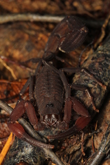 Tityus metuendus