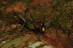 Venatorellus viridipedes