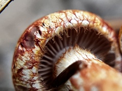 Cortinarius bolaris