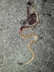 Crotalus scutulatus