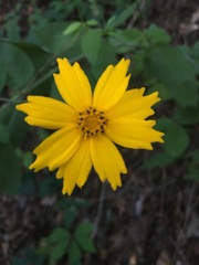 Coreopsis