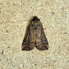 Pseudogyrtona fulvana