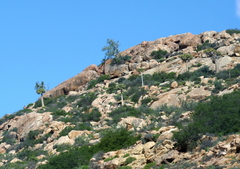 Aloidendron dichotomum