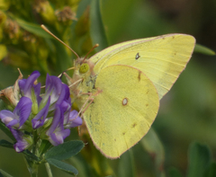 Colias philodice eriphyle