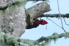 Campephilus rubricollis