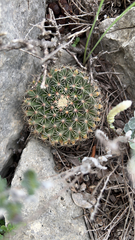 Mammillaria heyderi