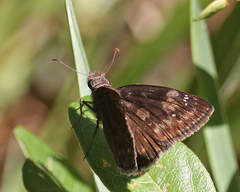Erynnis zarucco