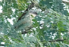 Pipraeidea melanonota