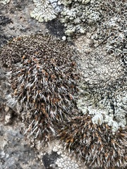 Grimmiaceae