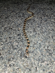 Rhinocheilus lecontei