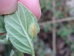 Uromyces heliotropii