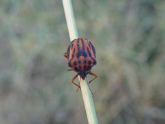 Graphosoma semipunctatum