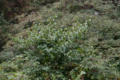 Cornus sanguinea