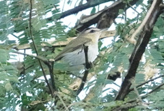 Vireo chivi