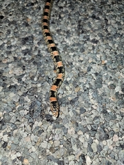 Rhinocheilus lecontei