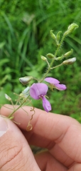 Desmodium canescens